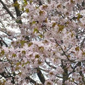 天王桜