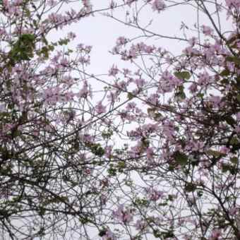 花の季節到来