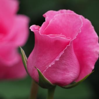 花の端境期の水林自然林には菌従属栄養植物などが（2025.6.8）#2 そして四季の里バラ園に