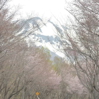 岩木山麓のネックレスロードのオオヤマザクラ