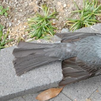 鳥が窓ガラスにぶつかる