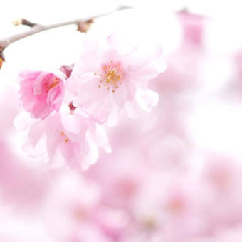 五条川でお花見