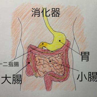 感染対策の重要拠点「小腸」