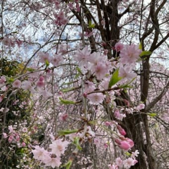 さくら🌸