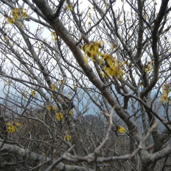 祖母山の春はこれから