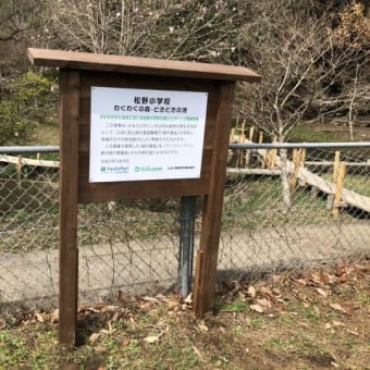 松野小学校にて河津桜植樹