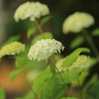 7月22日・庭の花