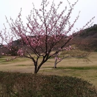 御所の台ふれあいパーク桜開花状況（H29.4.17）