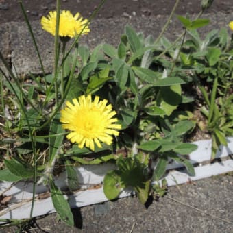 タンポポに似てる植物