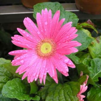 今日も雨。ピンクの花の似合う雨。