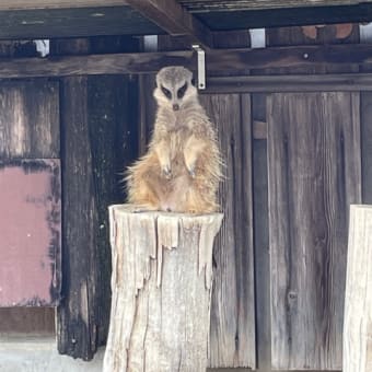 孫と動物園