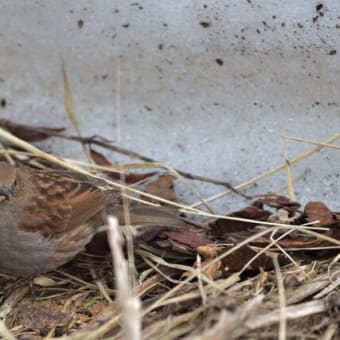 野鳥シリーズ　２