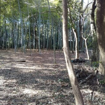 久しぶりの（仮）佐倉西部自然公園にて　