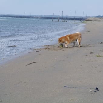 海に行って来ました。