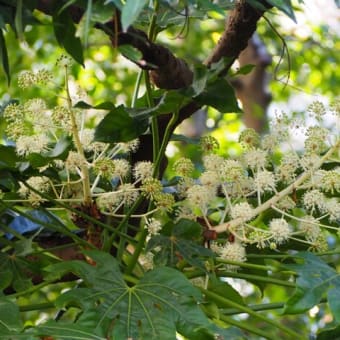 庭の紅葉　ヤツデの花！