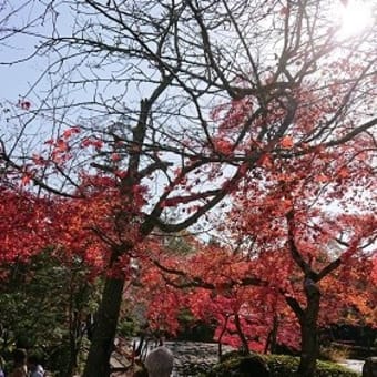 大原野神社