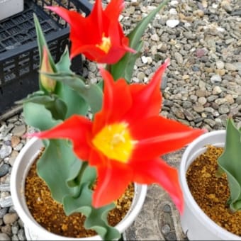 チューリップ、午前と午後の形　＆　芝刈りスタート