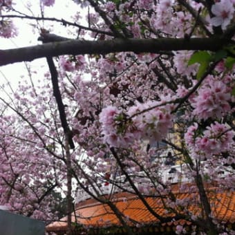 淡水天元宮の桜