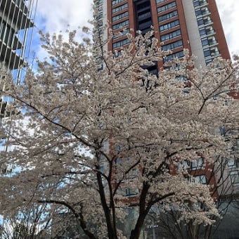 【トミーのブログ】4月の焼肉と桜