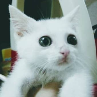 #ミルコ が家族に見守られ虹の橋を渡りました。満19歳でした。2024年2月24日(土)21:27 #保護猫 #白猫 #猫の居る暮らし #猫 #cat