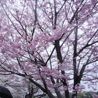 皇居周りの桜散歩