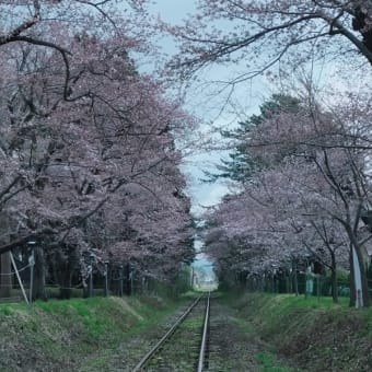 芦野公園の桜と電車、うさぎ