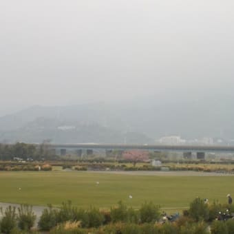 富士川緑地　桜十六景