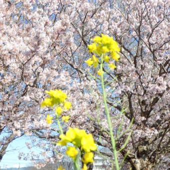 春木径と幸せ道　満開の春めき桜の遊歩道・２０２０（南足柄市）