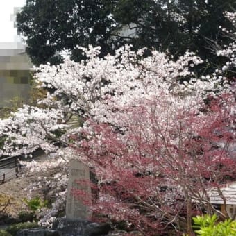 桜流しの前に