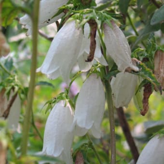 花？華？華やか！