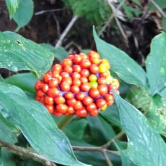 高麗天南星の花見ーつけた。