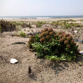 時間つぶしに浜を歩いて植物を観察。