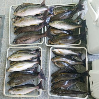 沖釣り、花丸の釣果でした