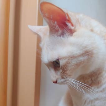 とても良い耳