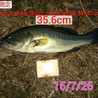 サターンワームの底力