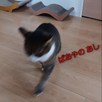 ぼるしち6歳のお誕生日 