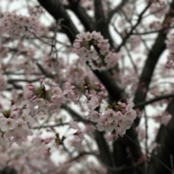 2017 桜