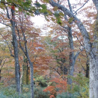 越美山地　冠山