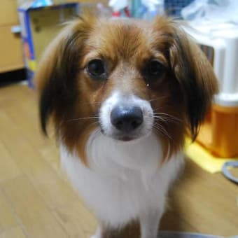 新入り保護犬