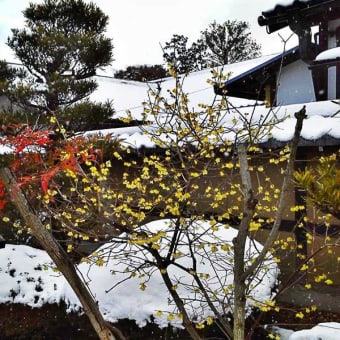 雪景色　-　嵐山 天龍寺