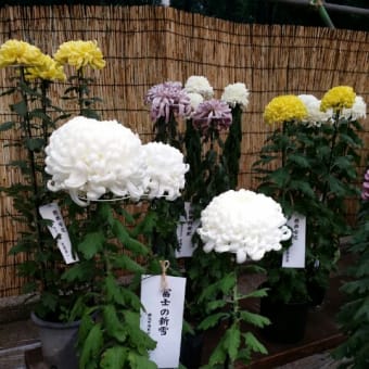 菊花展