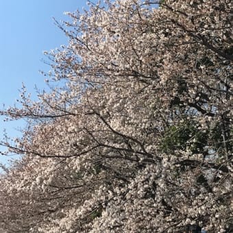 満月と桜