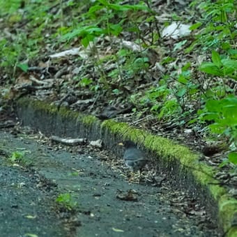 クロツグミ ～埼玉県民の森で～