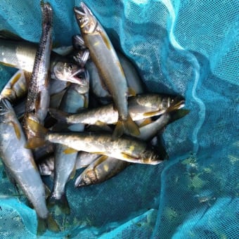 今日のアユ釣り（田川：鬼怒川支流）