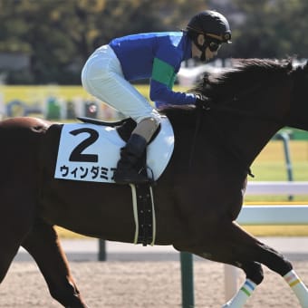 ウィンダミア　馬体重がグッと増えてきた❗️