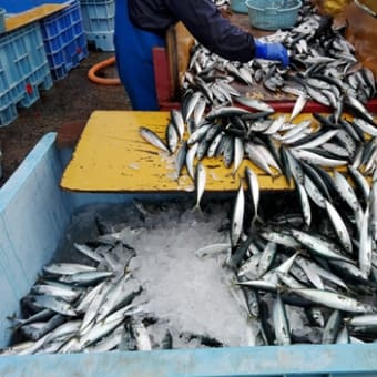 仕事のふりかえり⑤　未利用資源の活用～サバの養殖