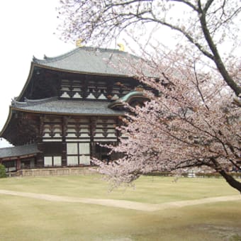 桜満開！