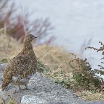 野鳥シリーズ　２