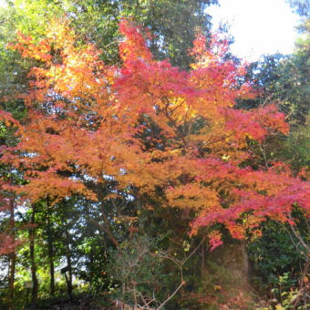 2012/11/19 滋賀県近代美術館界隈の紅葉