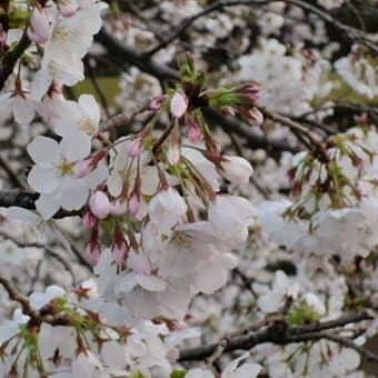 飛鳥山～石神井川の桜。